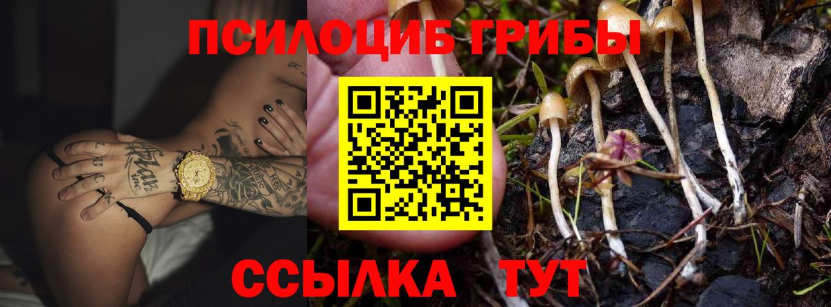 Галлюциногенные грибы Psilocybe Печора
